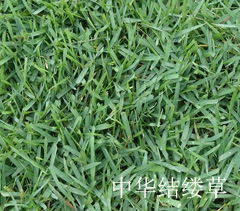 中華結縷草 中華結縷草