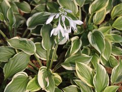 ��߅����