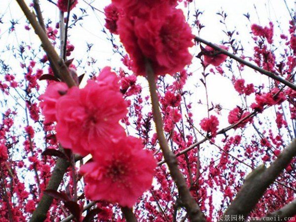 紅葉碧桃圖片紅葉碧桃基地實拍 紅葉碧桃圖片紅葉碧桃基地實拍