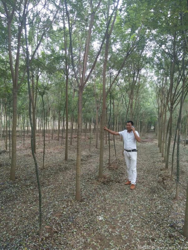 國(guó)槐圖片國(guó)槐基地實(shí)拍 國(guó)槐圖片國(guó)槐基地實(shí)拍