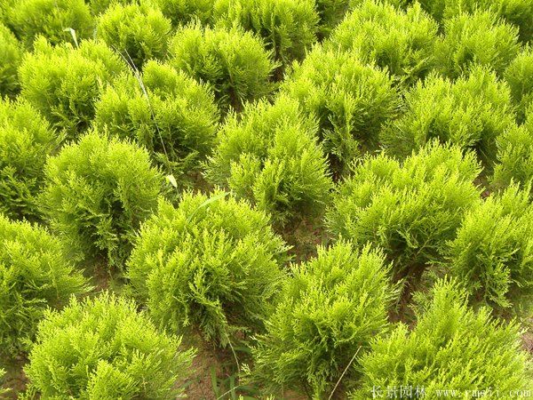 灑金柏種子發芽出苗圖片