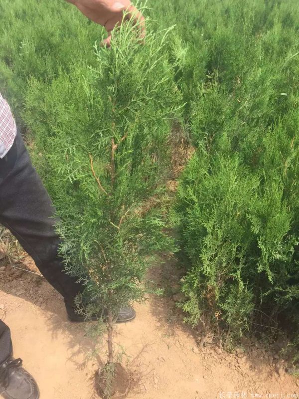 側(cè)柏種子發(fā)芽出苗圖片