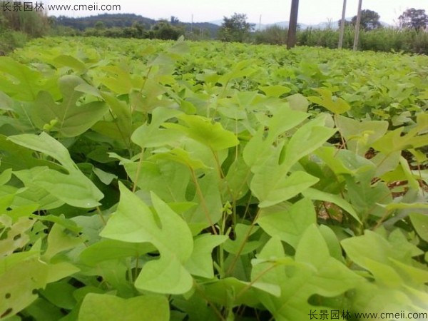 馬褂木種子發(fā)芽出苗圖片