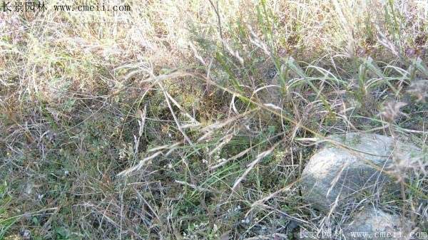 披堿草種子圖片發芽出苗 披堿草種子圖片發芽出苗