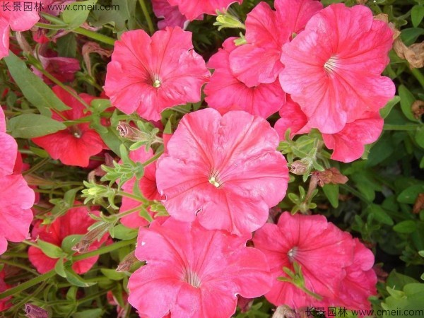 牽?；ǚN子發芽出苗開花圖片