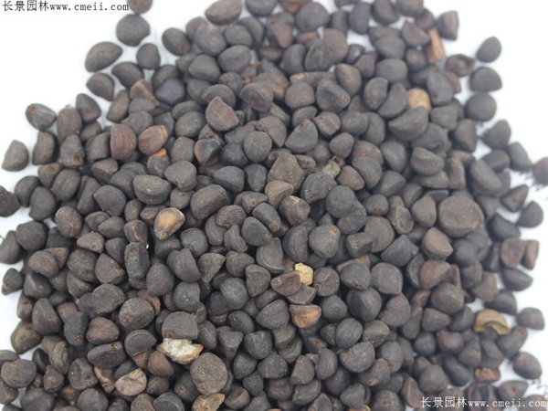 牽?；ǚN子圖片