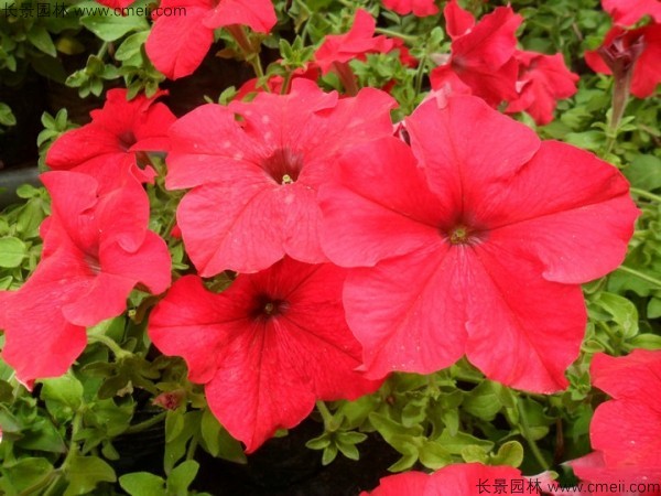 牽?；ǚN子發芽出苗開花圖片