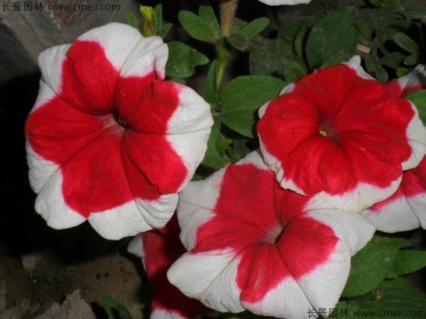 牽?；ǚN子發芽出苗開花圖片