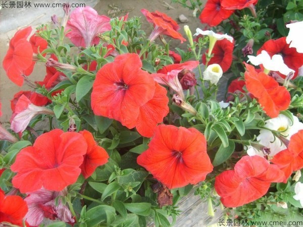 牽?；ǚN子發芽出苗開花圖片