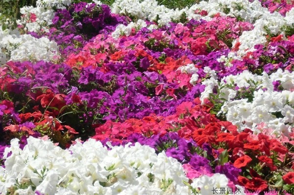 牽?；ǚN子發芽出苗開花圖片