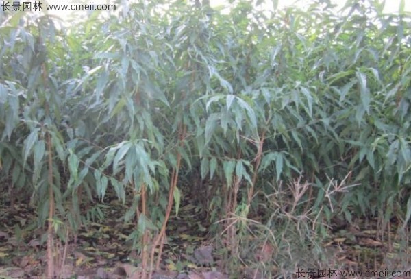 桃樹種子發芽出苗圖片