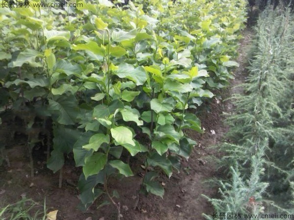 玉蘭種子發芽出苗圖片