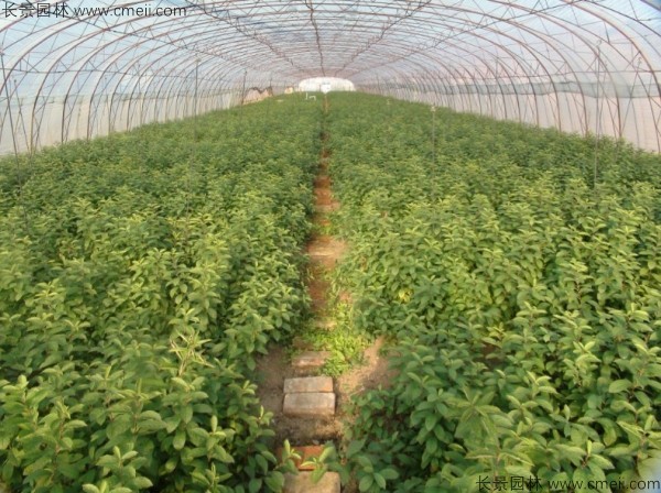 鈣果種子發(fā)芽出苗開花結果圖片