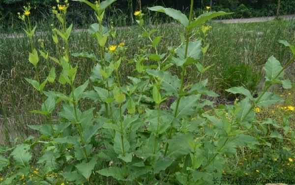 串葉松香草種子圖片