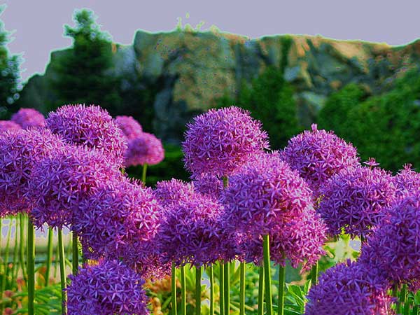 大絨球種子發芽出苗開花圖片