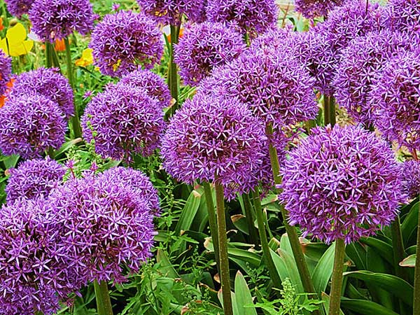 大絨球種子發芽出苗開花圖片