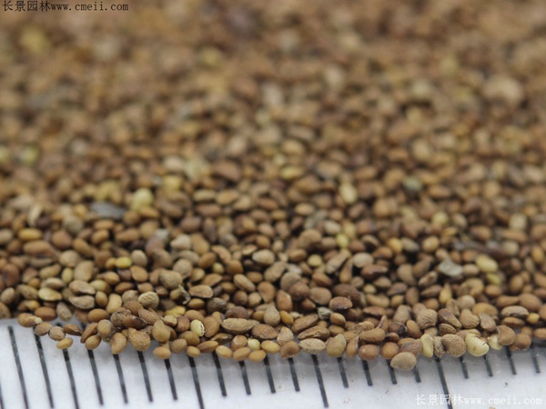 委陵菜種子 委陵菜種子