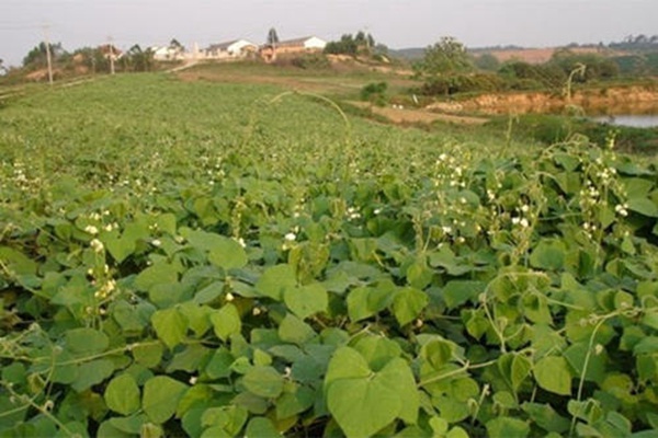 拉巴豆種子 拉巴豆種子