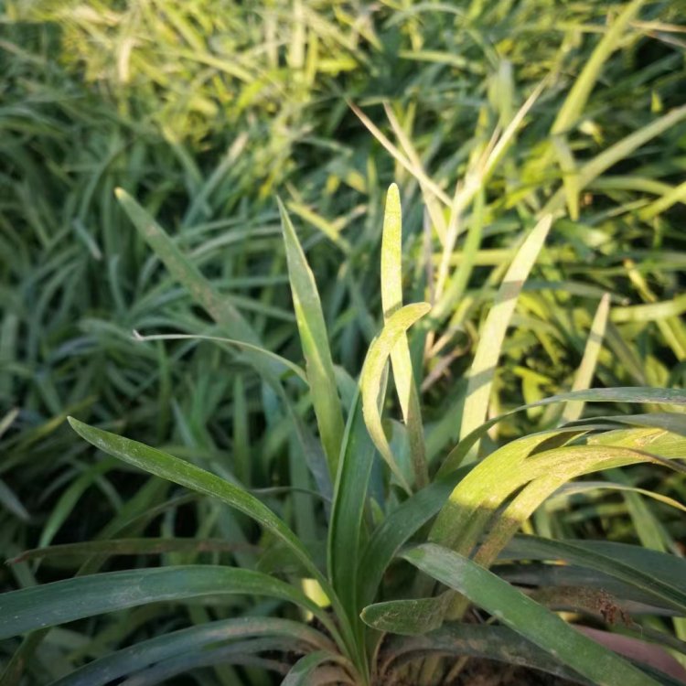 蘭花三七長景園林沭陽 蘭花三七長景園林沭陽